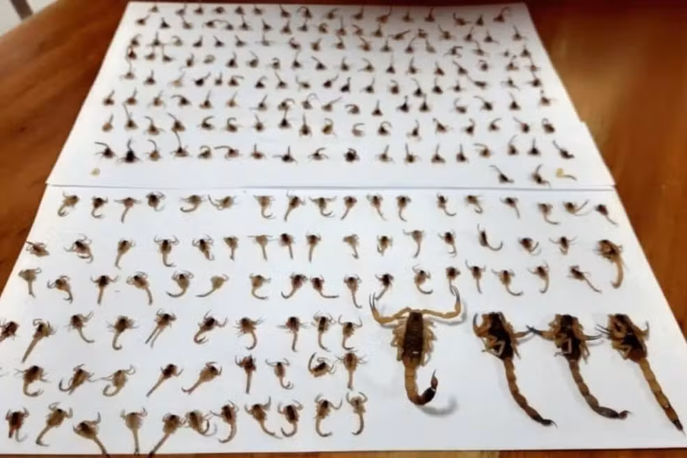 Mulher encontra cerca de 300 escorpiões venenosos no quintal de casa no Paraná; veja cuidados