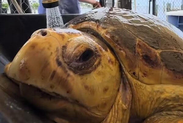 Tartaruga que viralizou é devolvida ao oceano após sobreviver a retirada de tumor de quase 5 quilos