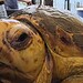 Foto: Reprodução/Tiktok/@turtlehospital
