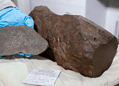 O meteorito de Maryborough em toda sua beleza — mas que não brilha como ouro — Foto: Divulgação/Museums Victoria