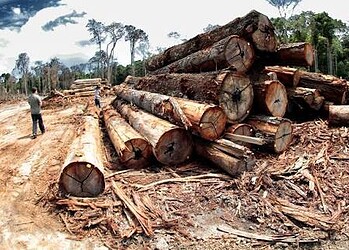 Esquema de grilagem e desmatamento que começou a ser investigado no Acre resulta em penas superiores a 40 anos de prisão