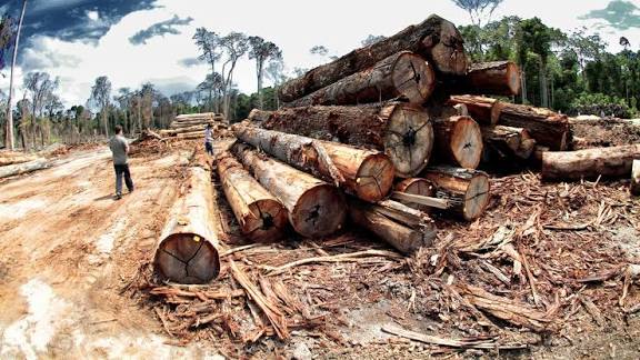 Esquema de grilagem e desmatamento que começou a ser investigado no Acre resulta em penas superiores a 40 anos de prisão 1 Esquema de grilagem e desmatamento que começou a ser investigado no Acre resulta em penas superiores a 40 anos de prisão