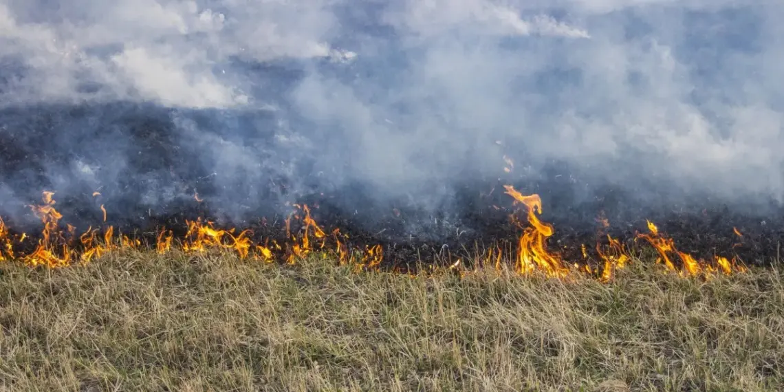 Financiamento climático deve ser principal desafio da COP30, segundo especialistas  • Getty Images