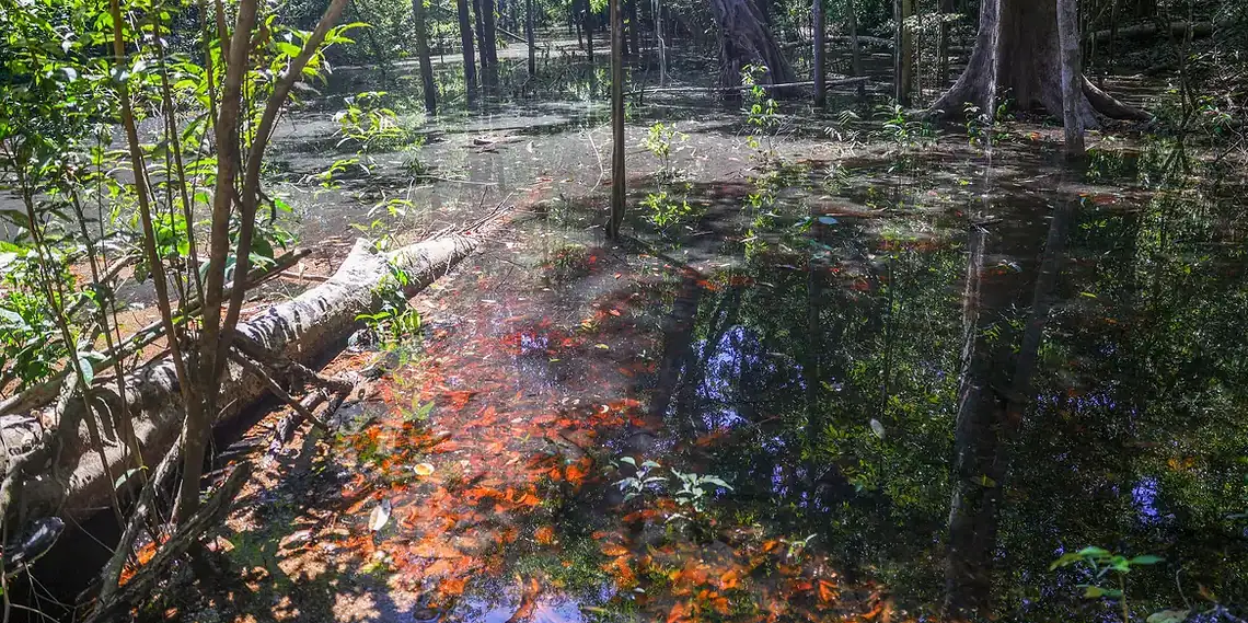 Dinossauros viveram na Amazônia, descobrem pesquisadores de Roraima 1 Foto: Agência Brasil