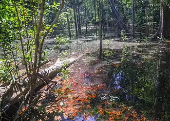 Dinossauros viveram na Amazônia, descobrem pesquisadores de Roraima 2 Foto: Agência Brasil