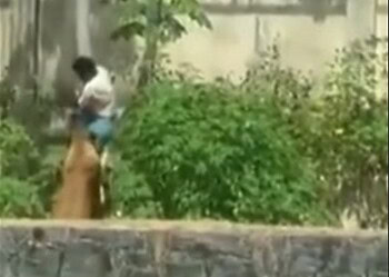 Homem invade jaula no Zoológico e é morto por leoa 2 Foto: Reprodução/Redes sociais