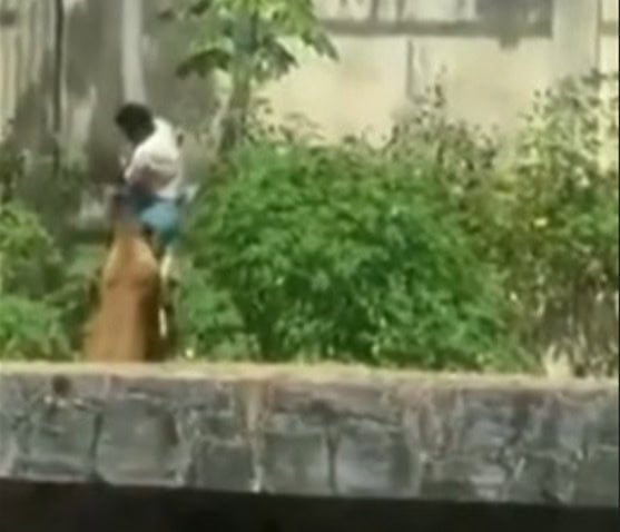 Homem invade jaula no Zoológico e é morto por leoa 1 Foto: Reprodução/Redes sociais