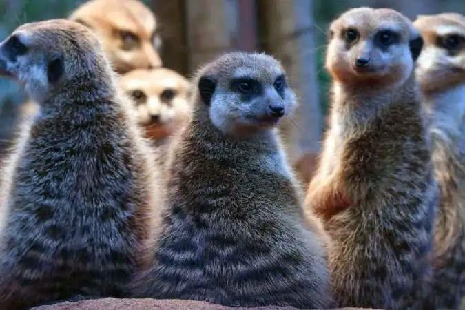 Humanos são monogâmicos? O que revela nova 'escala romântica' dos animais 1 Os chimpanzés são altamente sociáveis e formam fortes laços entre si, mas sua estrutura social é muito diferente da humana - (crédito: Getty Images)