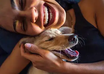 O lobo-cinzento moderno é o parente vivo mais próximo dos cães domésticos. - (crédito: Getty Images)