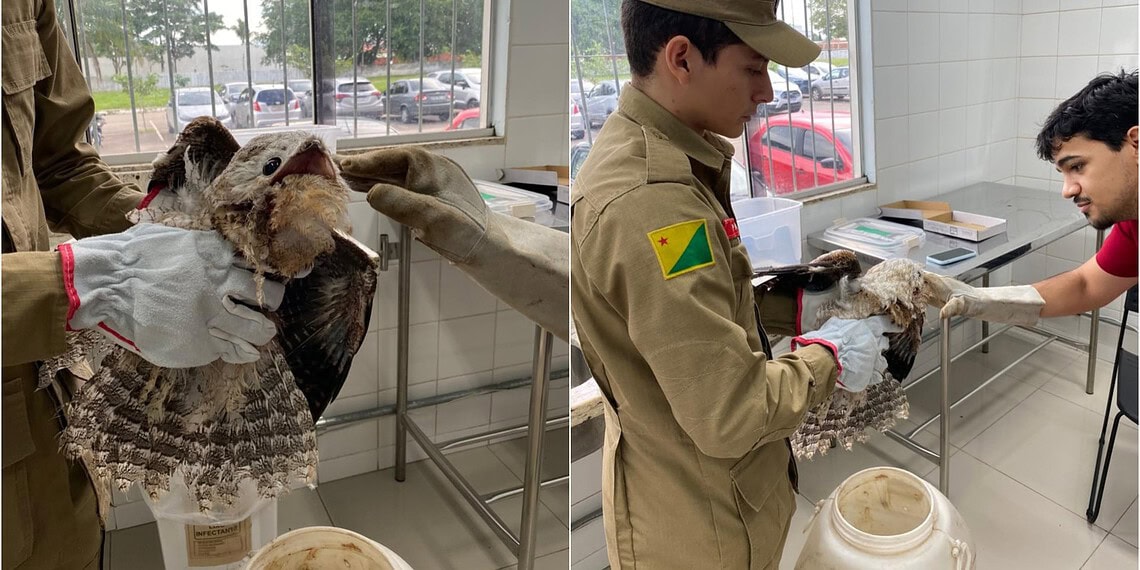 ‘Ave fantasma’ é resgatada ferida no interior do Acre