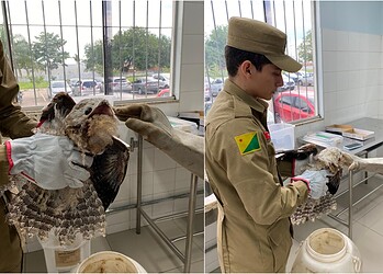 ‘Ave fantasma’ é resgatada ferida no interior do Acre