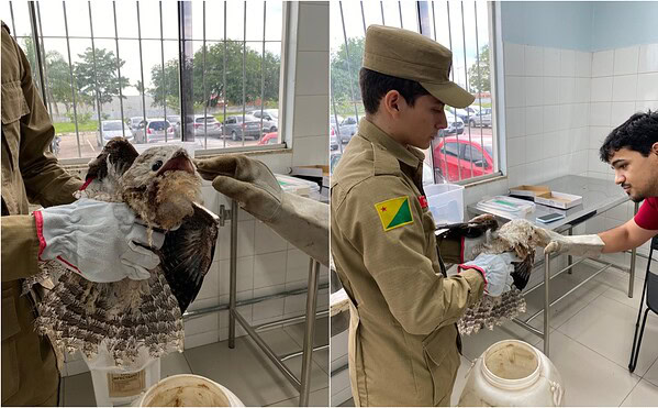 ‘Ave fantasma’ é resgatada ferida no interior do Acre