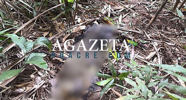 Ossada humana é encontrada em área de mata no interior do Acre