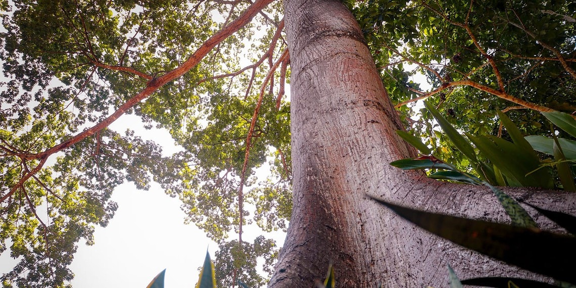 Foto: Marcos Araújo/Secom
