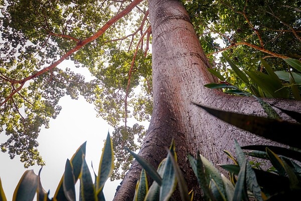 Novas regras de licenciamento ambiental entram em vigor em Rio Branco a partir desta segunda