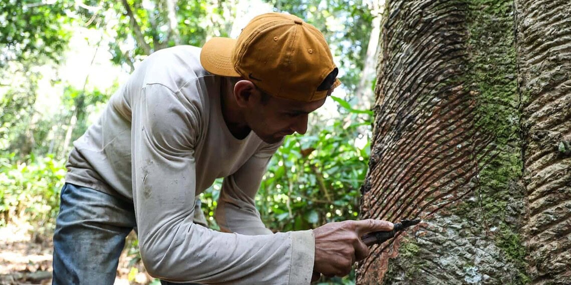 Mais de 600 extrativistas recebem subsídio no Acre; repasses devem superar R$ 1 milhão 1 Pagamentos da safra de 2024 somam quase R$ 800 mil - Foto: Pedro Devani/Secom