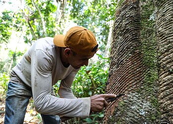 Mais de 600 extrativistas recebem subsídio no Acre; repasses devem superar R$ 1 milhão 3 Pagamentos da safra de 2024 somam quase R$ 800 mil - Foto: Pedro Devani/Secom