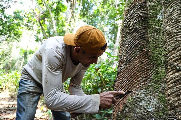 Mais de 600 extrativistas recebem subsídio no Acre; repasses devem superar R$ 1 milhão