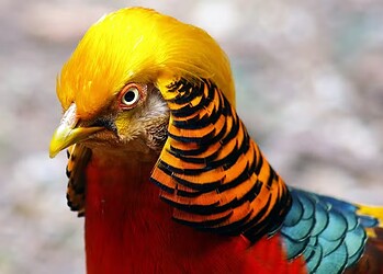 Esta espécie de pássaro fica quase "cega" por amor; entenda 2 Capa do faisão-dourado atrapalha sua visão ao cortejar a fêmea da espécie — Foto: Wikimedia/Joe MiGo