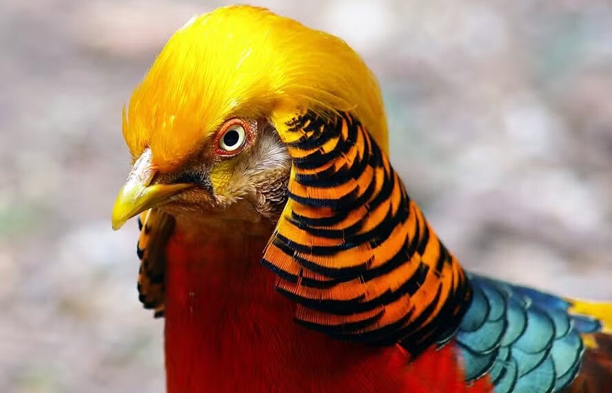 Capa do faisão-dourado atrapalha sua visão ao cortejar a fêmea da espécie — Foto: Wikimedia/Joe MiGo