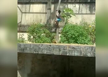 Após o ocorrido, o animal, que é condicionado e passa por treinamentos anuais, obedeceu e foi colocado de volta em seu recinto, mesmo estando muito estressado e em choque • Reprodução/Redes Sociais