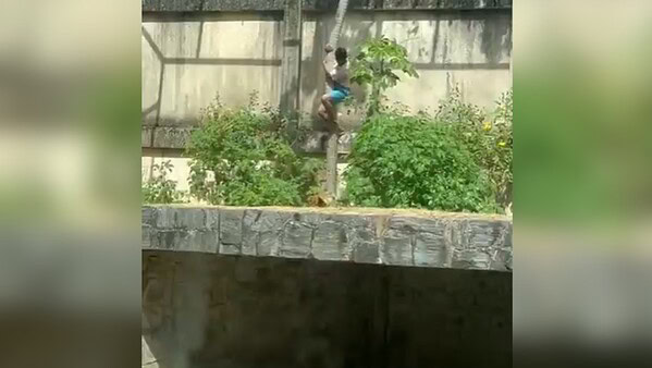 Leoa atacou jovem pelo pescoço, mas não comeu corpo, diz laudo do IML