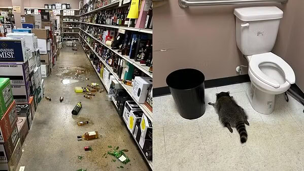 'Foi mal, tava doidão': guaxinim invade loja de bebidas, bebe uísque e é encontrado desmaiado no chão do banheiro; veja FOTO