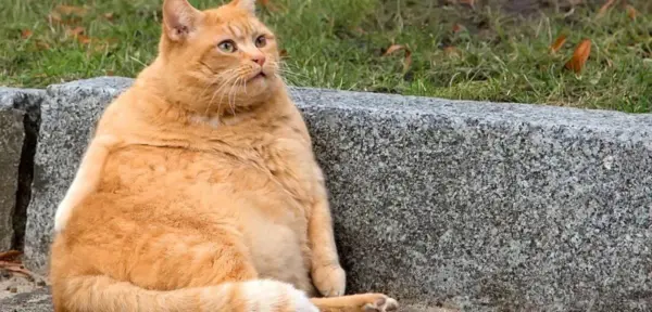 Empresa cria “caneta emagrecedora” para gatos e cachorros