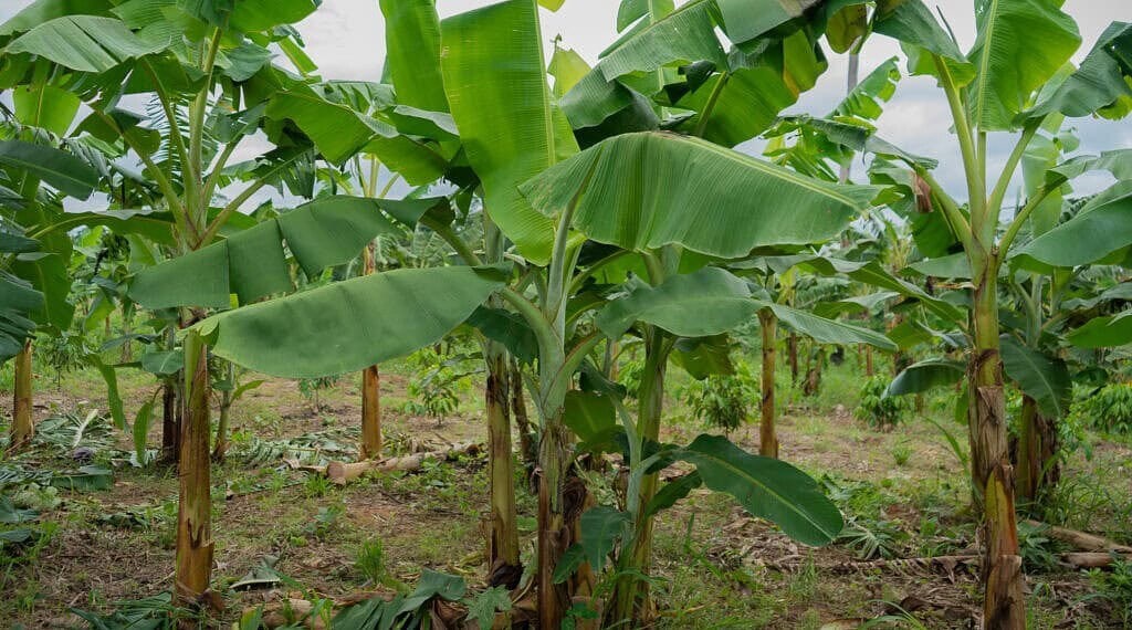 Com apoio do programa REM, governo do Acre lança edital para fortalecimento da produção da fruticultura e horticultura nas florestas estaduais. Foto: Uêslei Araújo/Sema