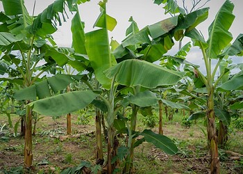 Com apoio do programa REM, governo do Acre lança edital para fortalecimento da produção da fruticultura e horticultura nas florestas estaduais. Foto: Uêslei Araújo/Sema