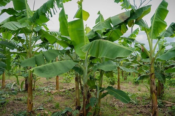 Com apoio do Programa REM, governo do Acre lança edital para fortalecer a fruticultura e a horticultura nas florestas estaduais
