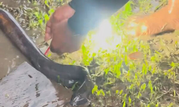 Peixe-elétrico pode acender lâmpada? Bióloga de Rio Branco explica