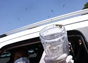 Saúde libera mosquitos estéreis para frear reprodução do Aedes 2 © Marcelo Camargo/Agência Brasil