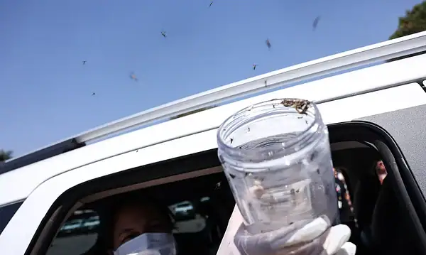 Saúde libera mosquitos estéreis para frear reprodução do Aedes