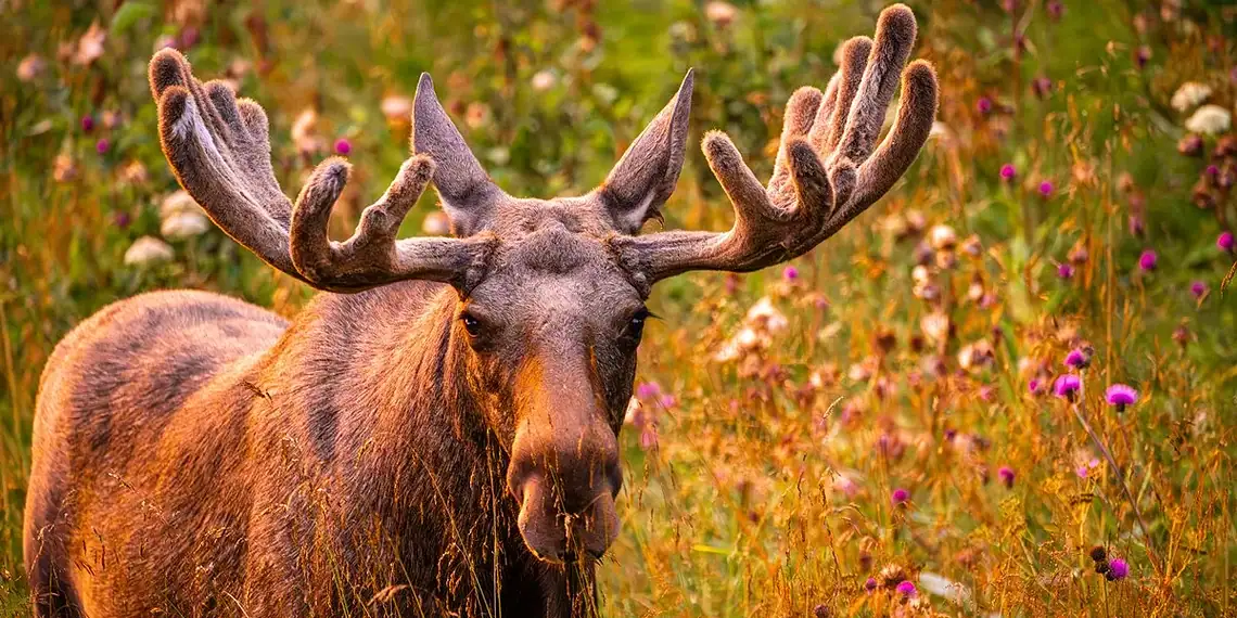 Símbolo natalino: entenda o que faz do alce um gigante das florestas 1 Foto: Dave Williams/Getty Images
