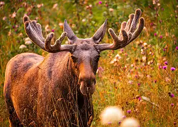 Foto: Dave Williams/Getty Images