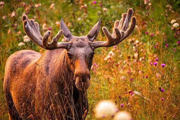 Símbolo natalino: entenda o que faz do alce um gigante das florestas