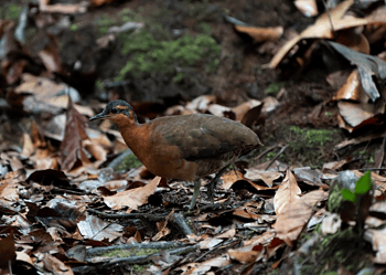 Nova espécie de ave, o inhambu Sururina-da-serra, é descoberta na Serra do Divisor 3 A descoberta teve início após o registro de vocalizações incomuns na região. Foto: Luís Morais