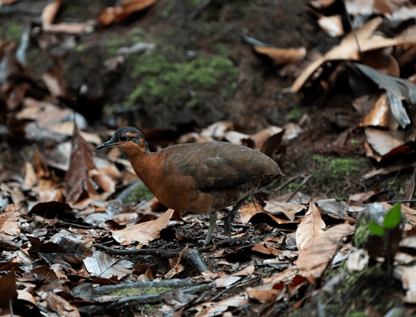 Nova espécie de ave, o inhambu Sururina-da-serra, é descoberta na Serra do Divisor