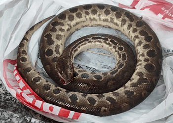 Homem morde sucuri depois de ser atacado e cobra morre 1 Foto: Material cedido ao Metrópoles