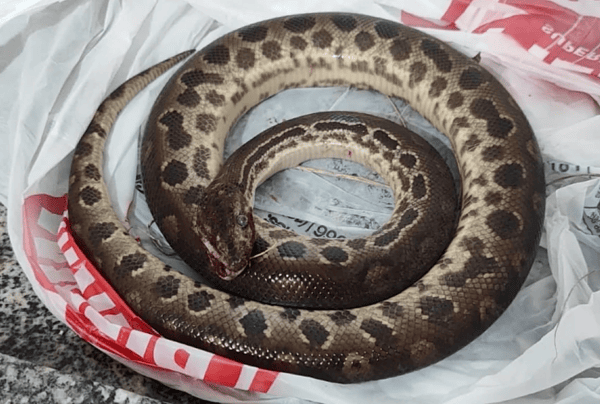 Homem morde sucuri depois de ser atacado e cobra morre