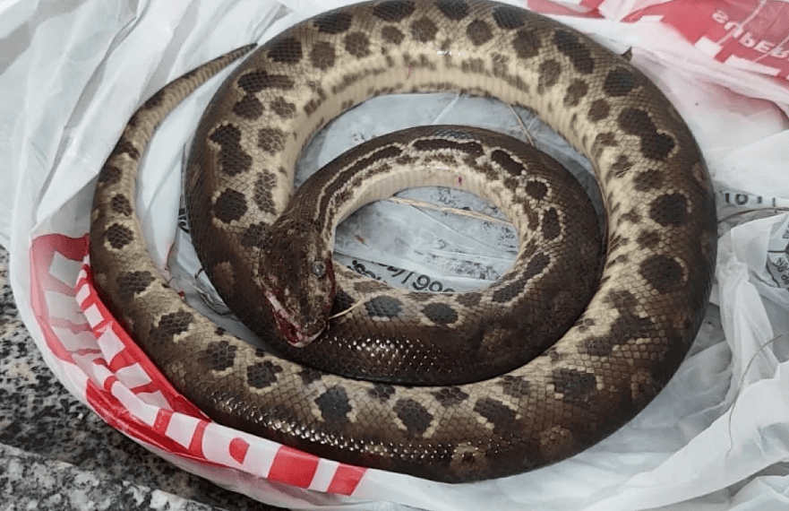 Foto: Material cedido ao Metrópoles