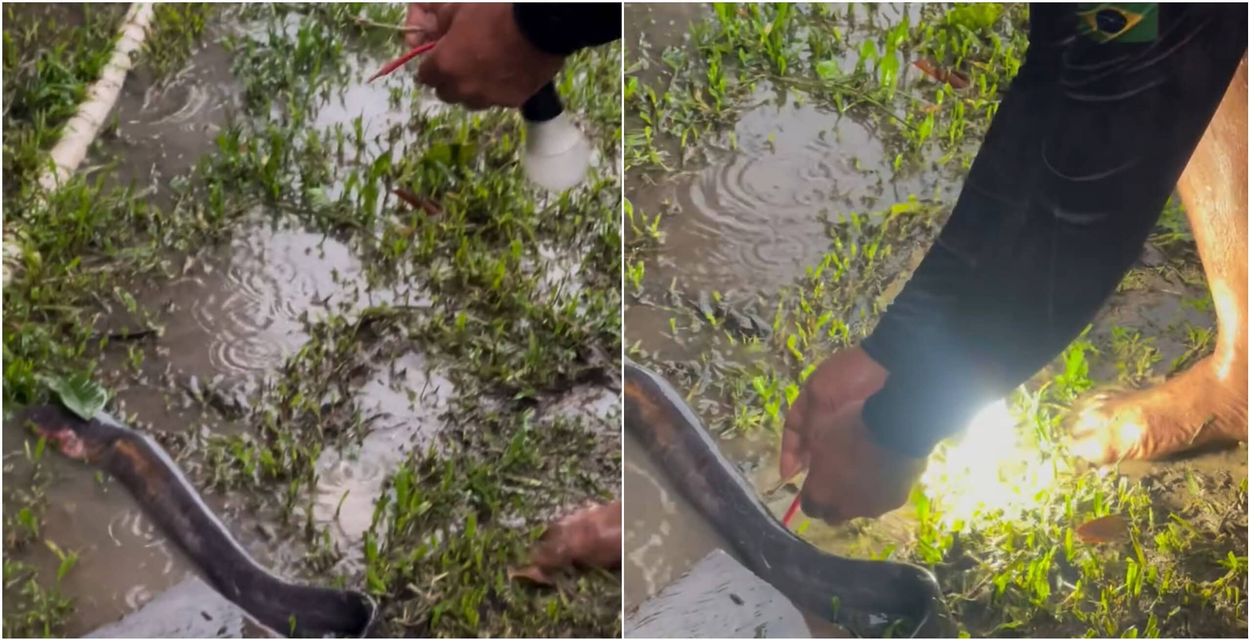 Secretário acende lâmpada com peixe-elétrico após fortes chuvas no Acre; VÍDEO