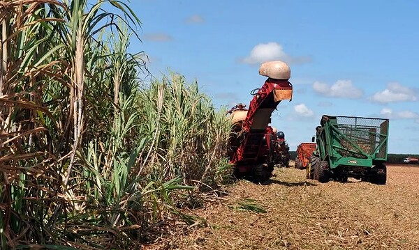 Artigo: Seguro Rural no Brasil; quando o governo desvia o propósito e o produtor paga a conta