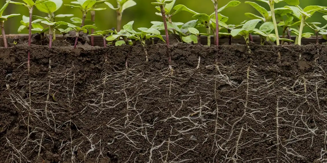 Cientistas descobrem mutação que faz plantas se autofertilizarem 1 Foto: Oleh Malshakov/Getty Images