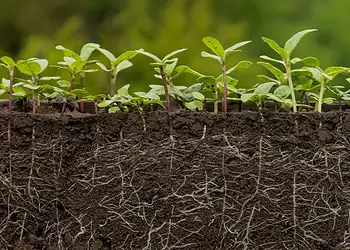 Cientistas descobrem mutação que faz plantas se autofertilizarem 3 Foto: Oleh Malshakov/Getty Images