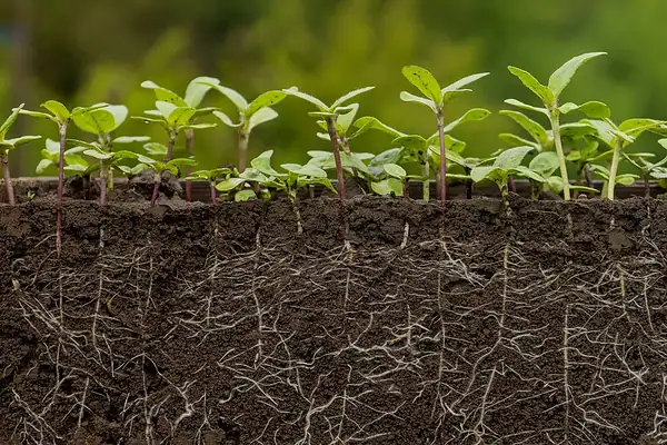 Cientistas descobrem mutação que faz plantas se autofertilizarem