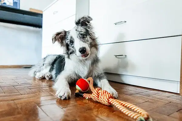 Alguns cães aprendem nomes de objetos apenas ouvindo humanos
