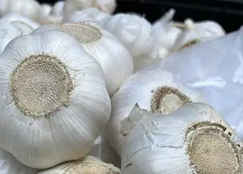 Extrato de alho pode ser aliado na higiene bucal 1 Concentrações mais elevadas de antisséptico têm eficácia comparável à da fórmula industrial - (crédito: F. Antewan/Divulgação )