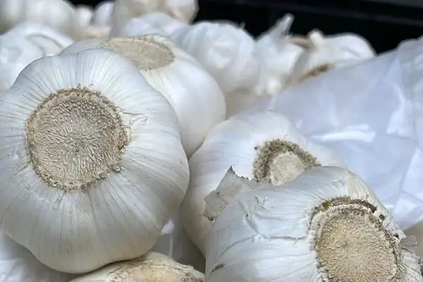 Extrato de alho pode ser aliado na higiene bucal